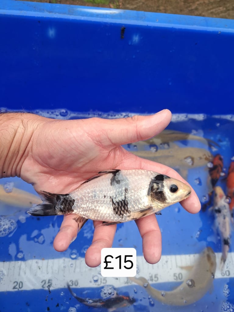 Koi for sale