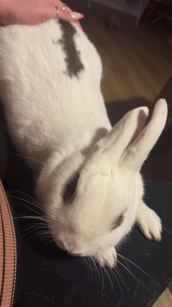2 year old rabbit for sale 