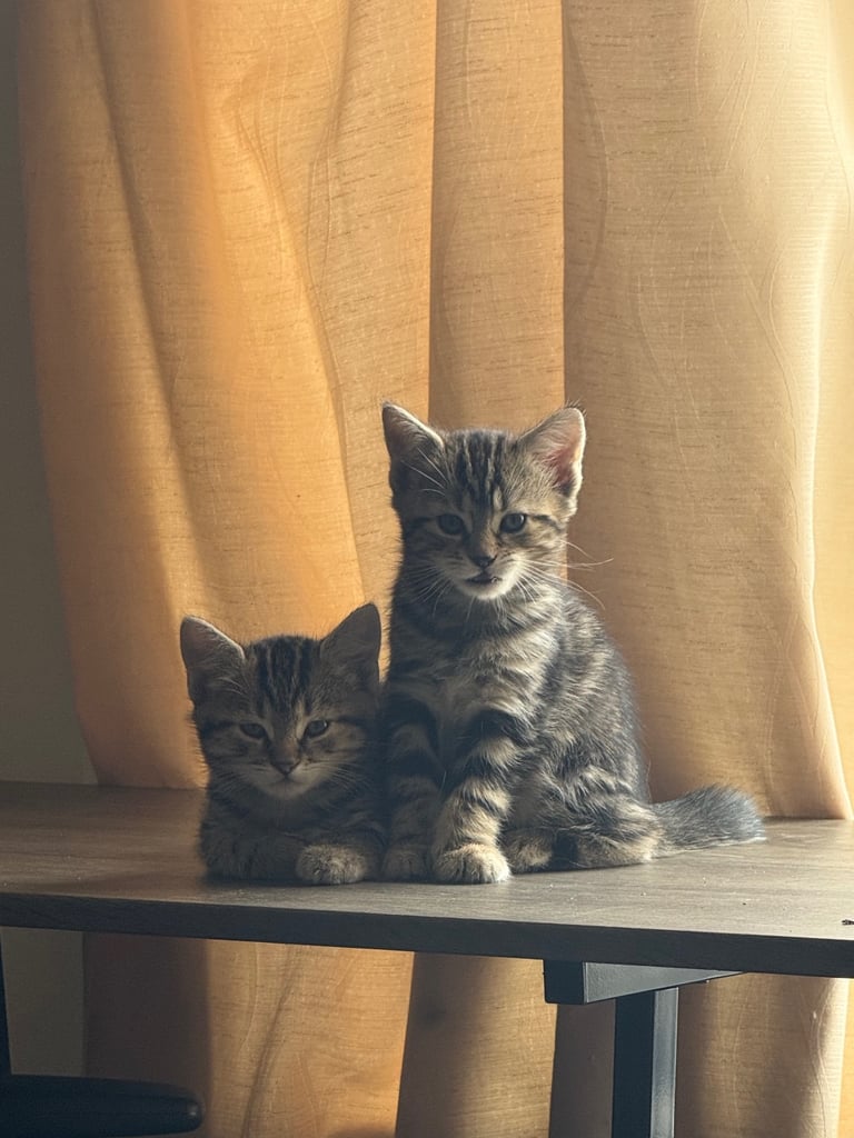 Beautiful 2-Month-Old Tabby Kittens Looking for Loving Homes