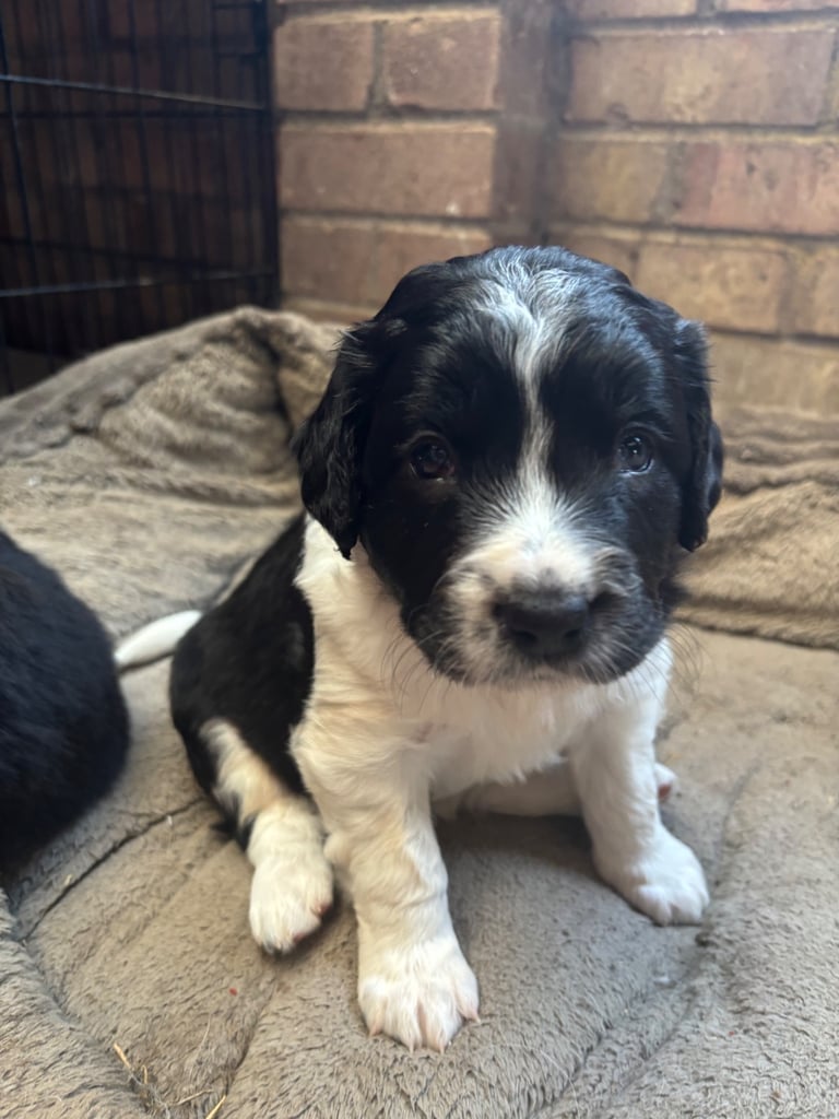image for Gorgeous Sprollie Puppies for sale