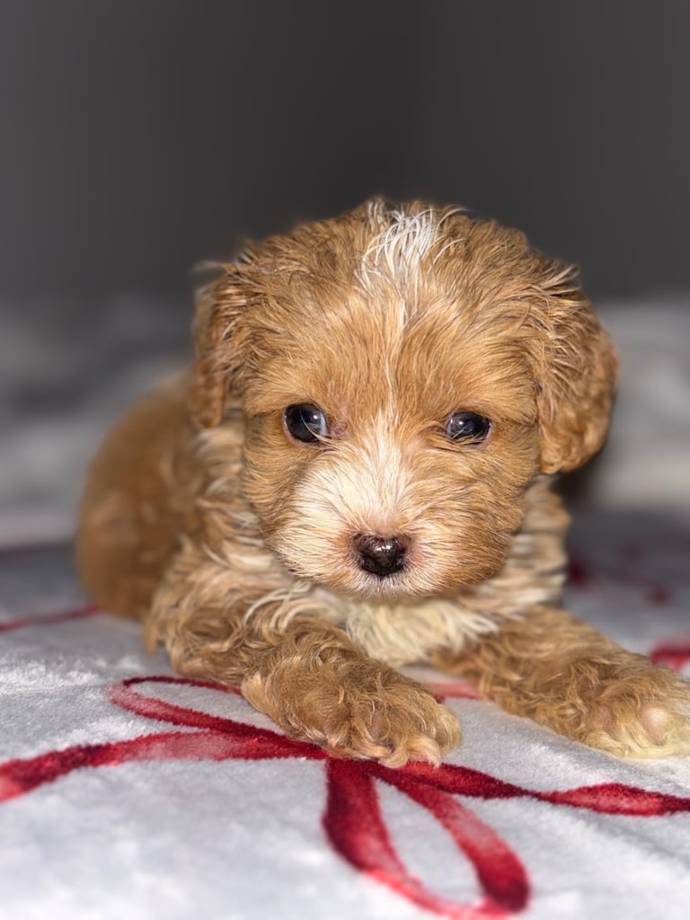 image for Cockapoo girl