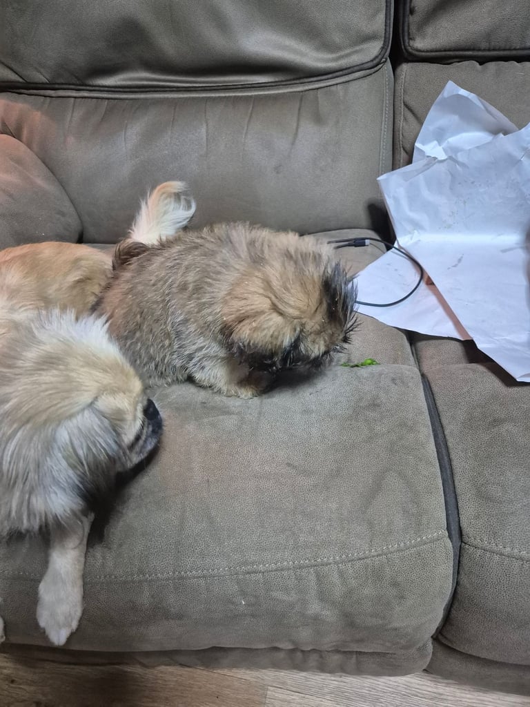 X2 Shih Tzu pekingnese cross puppy for sale 