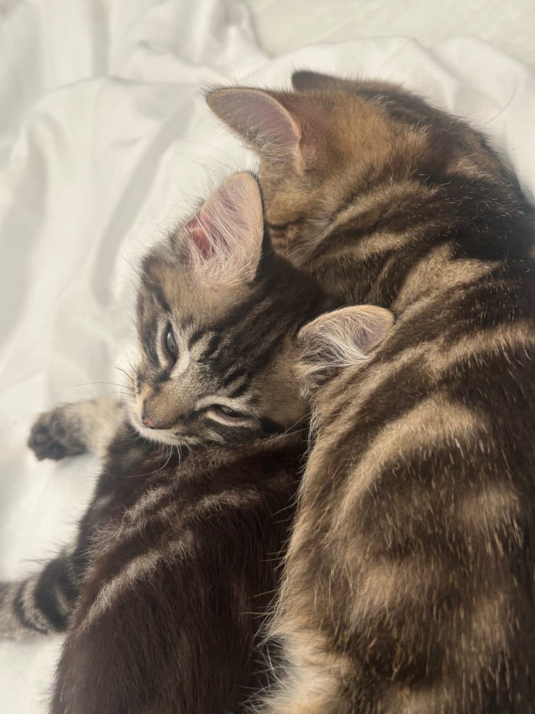 2 tabby little brother kittens must stay together ❤️