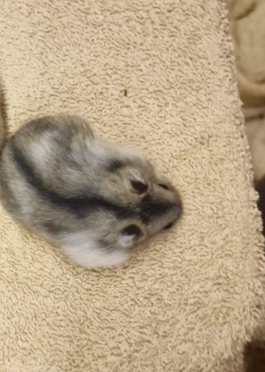 Beautiful Russian dwarf hamster for sale 