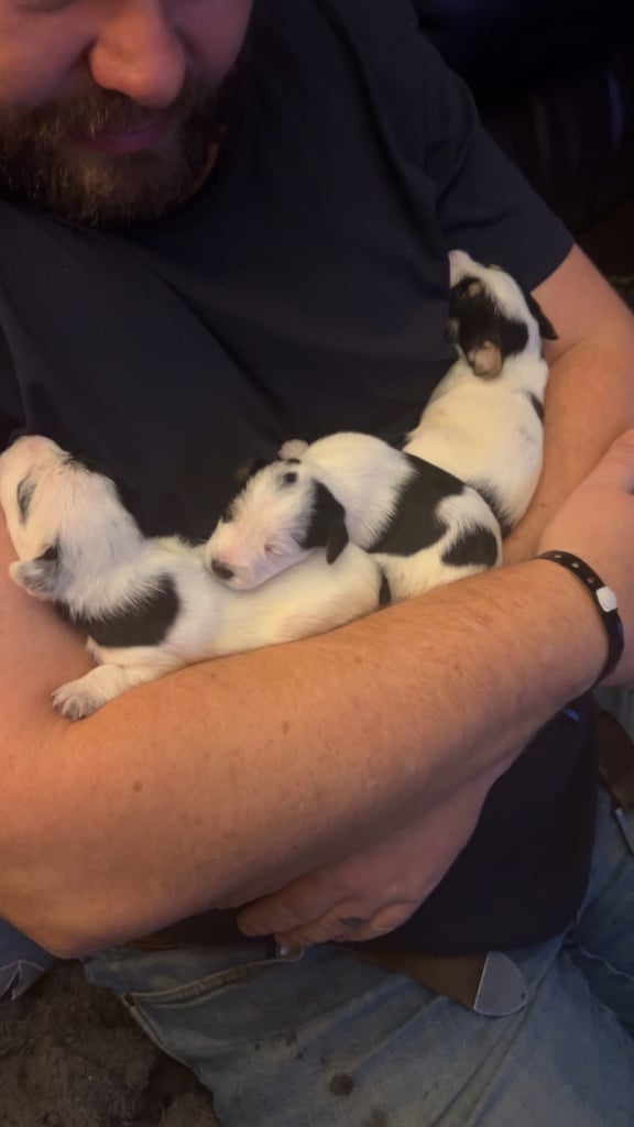 Beautiful Jackapoo Puppies 
