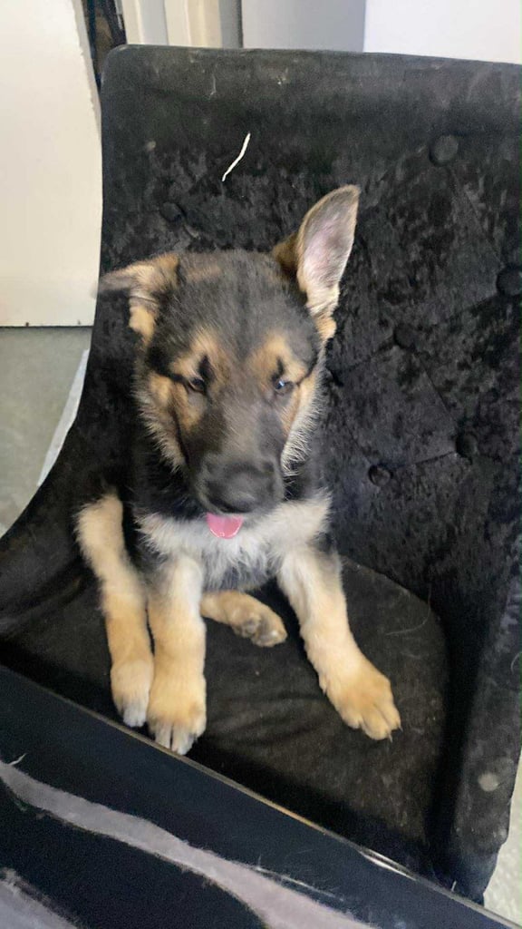 German shepherd pups 