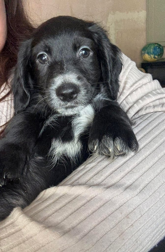 Cocker Spaniel Puppies 