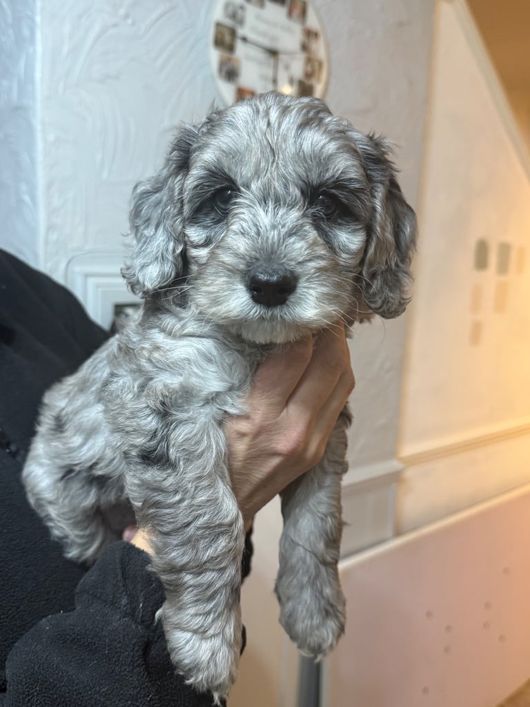 Beautiful litter of f2 Cockapoo puppies 