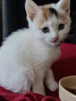 Female kitten 