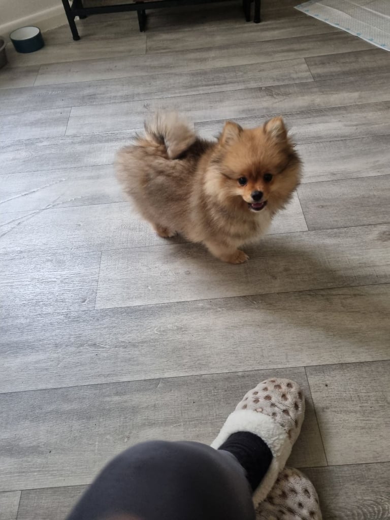 Stunning 12 week Pomeranian puppy
