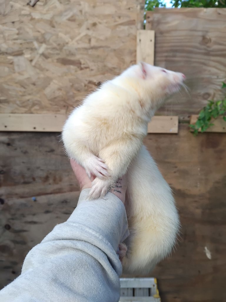 Ferrets 