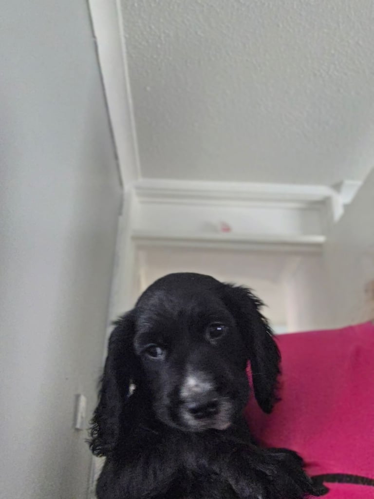 Gorgeous cocker spaniel 