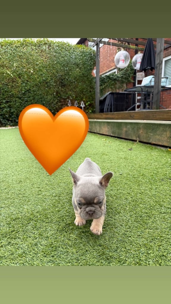 **Fluffy Frenchie’s**