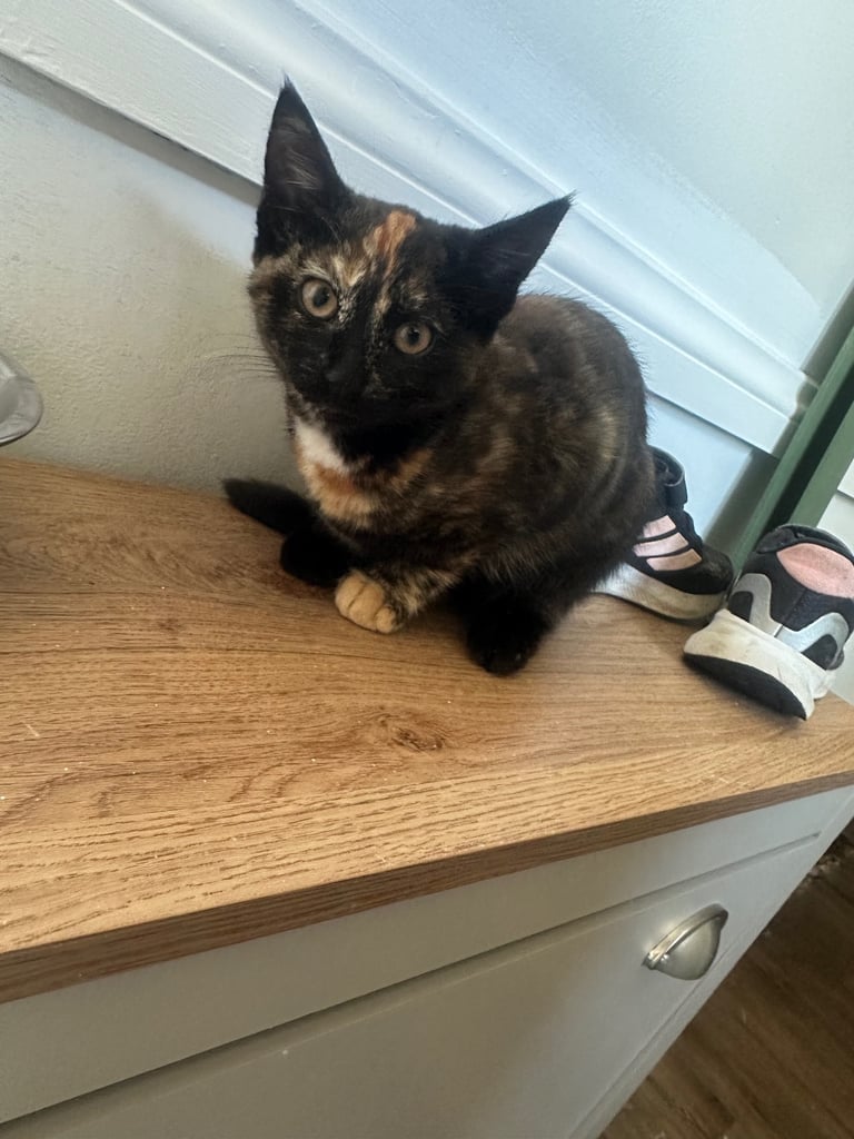 Female kittens 
