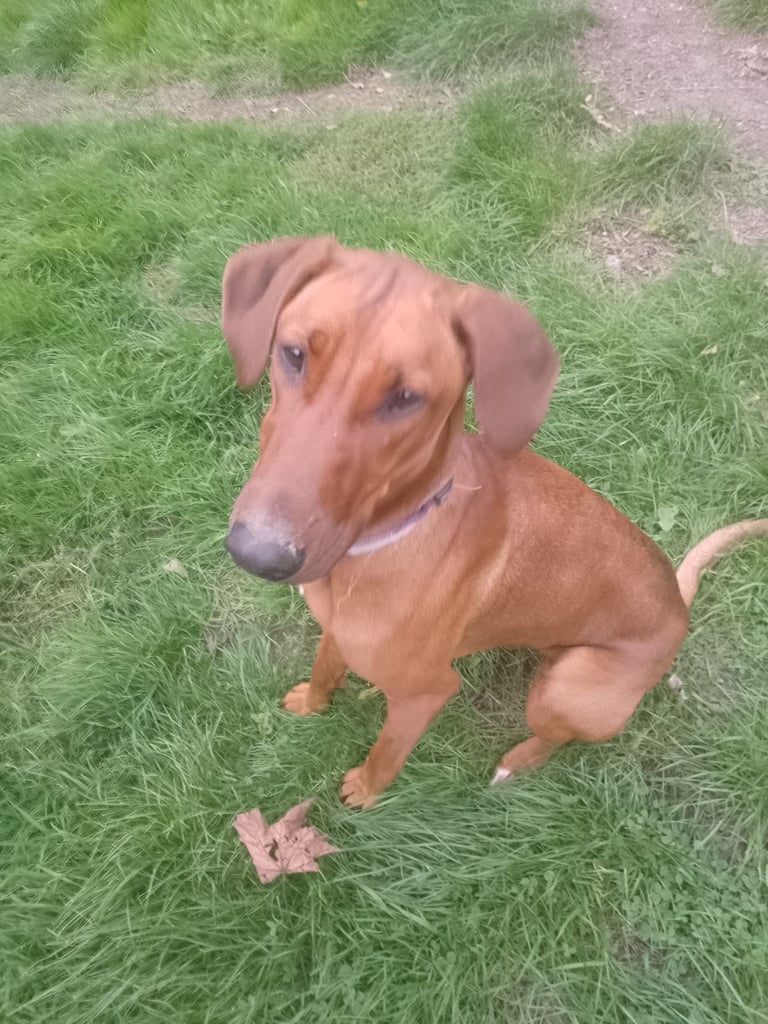 Rhodesian Ridgeback x Doberman 