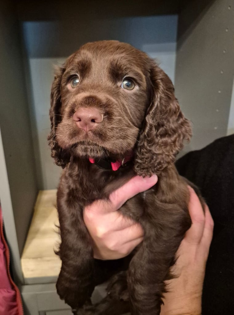 KC registered chocolate cocker spaniels
