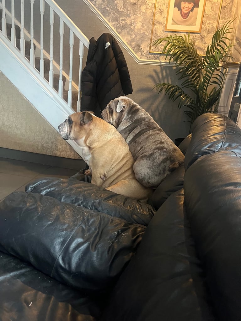 British bulldog male needs new home 