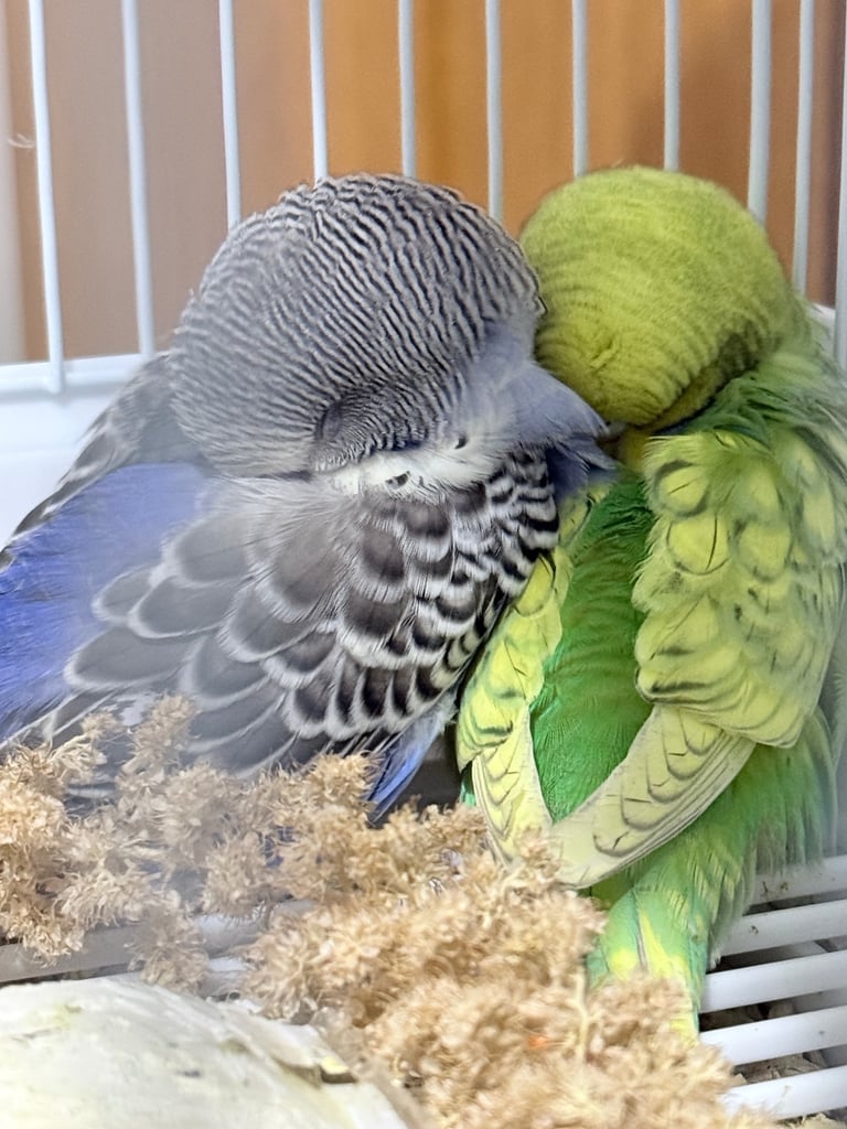 Baby Budgies