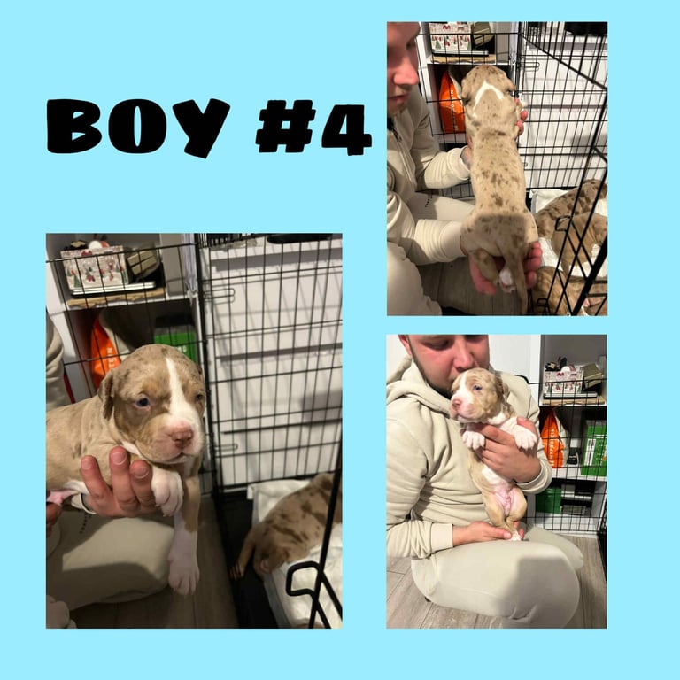 image for Staffy crossed with American bully. Medzium size. 