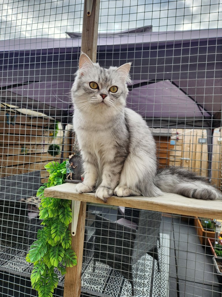 Persian (chinchilla)