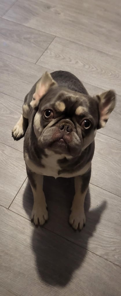 FRENCHYS ONLY 3 GIRLS LEFT