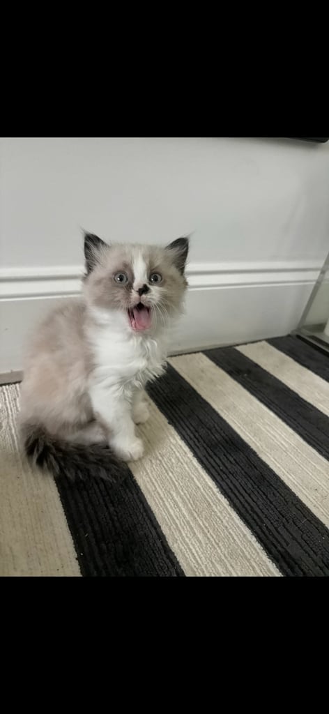 ragdoll x persian 