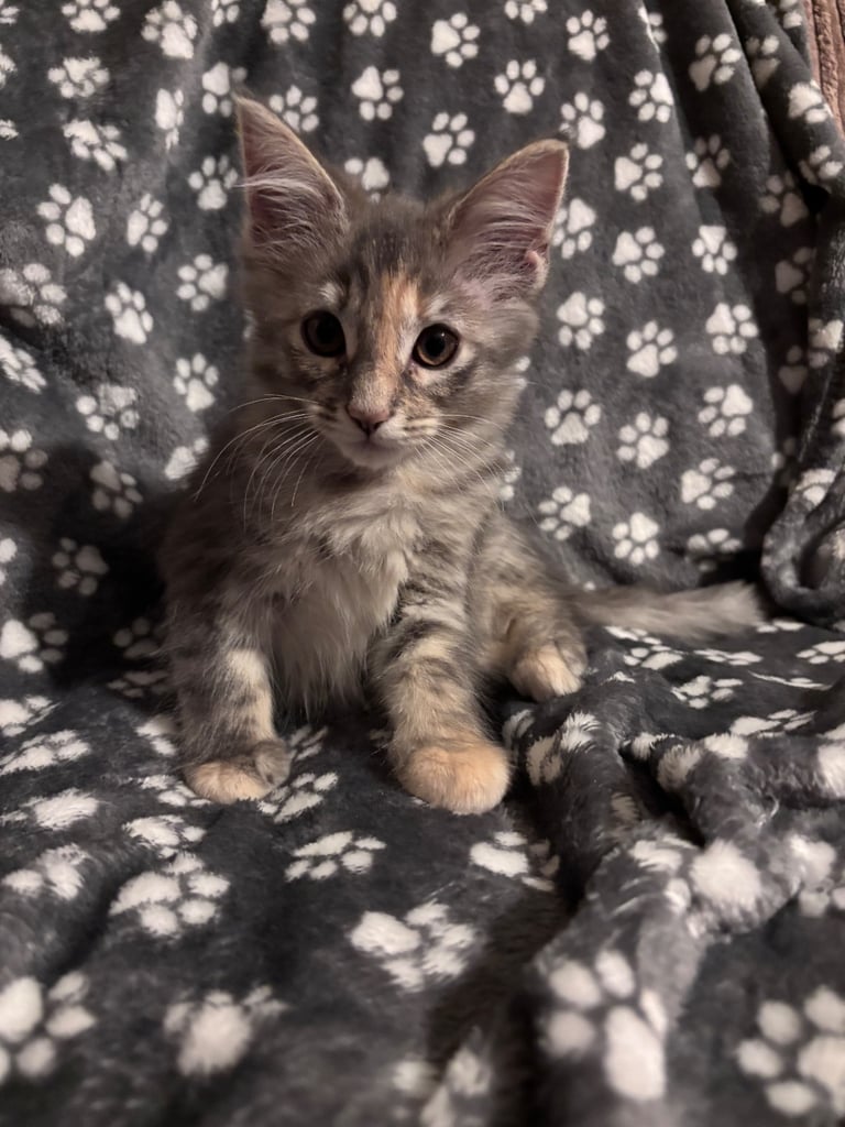 🐾 Beautiful ¾ Maine Coon x ¼ Ragdoll Kittens – 7 Available 🐾