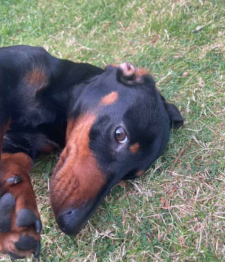 Beautiful Miniature Dachshunds 