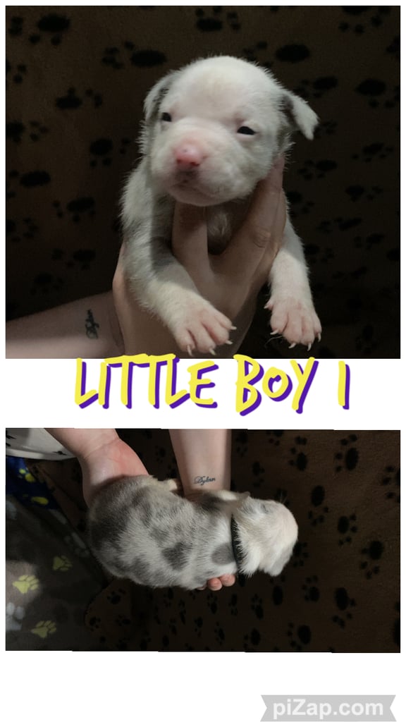 Staffordshire bull terrier puppies for sale 