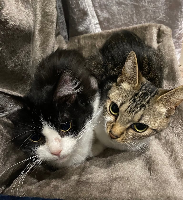 Two Cats for Rehome/Sale