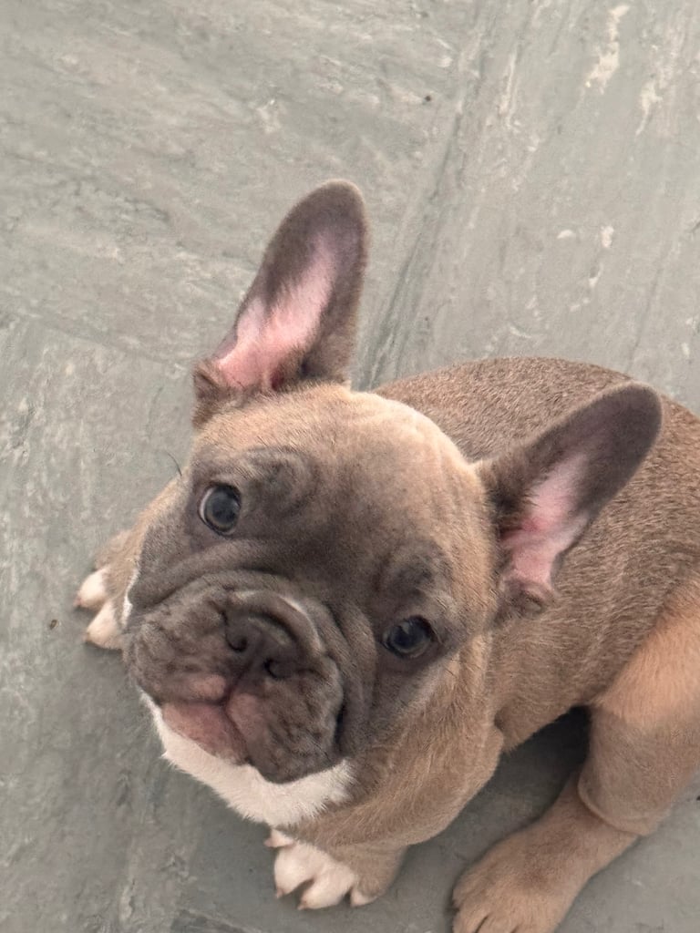 French bulldogs puppies