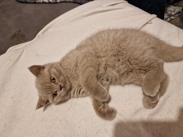 British shorthair kittens 