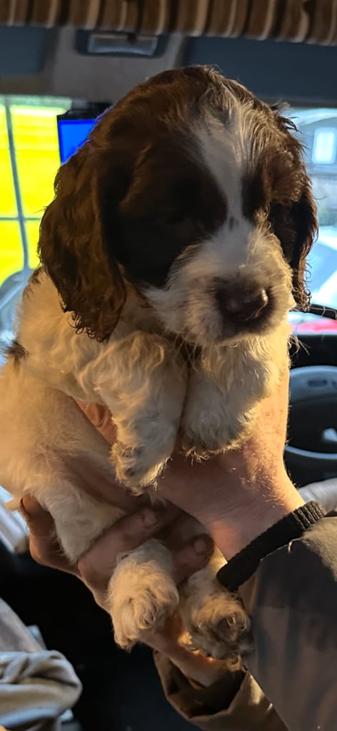 F1BB Cockerpoo Puppies Ready to leave 