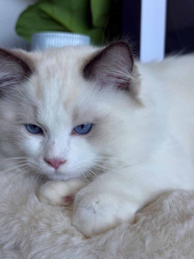 Available ragdoll kitten