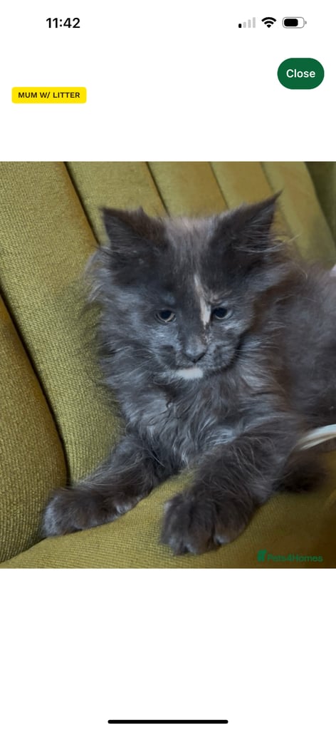 image for Beautiful fluffy Maine coon girl for sale. 