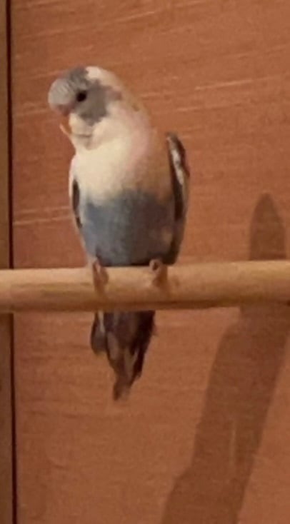 LOST BUDGIE HALL GREEN B11