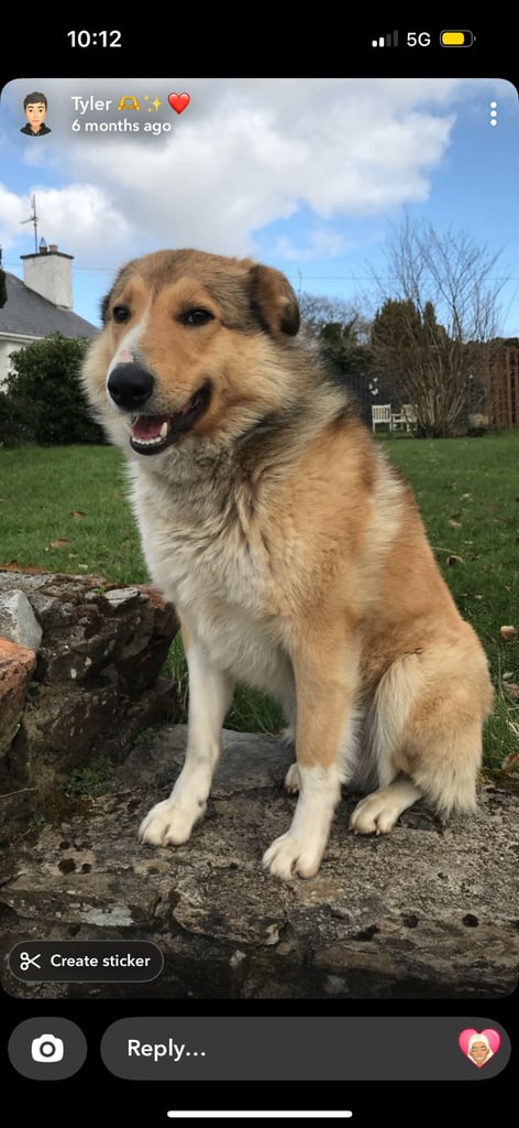 image for Lassie x collie 