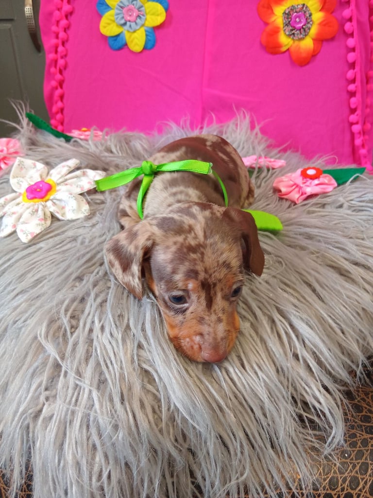 3 miniature duschund 🐶 puppies 