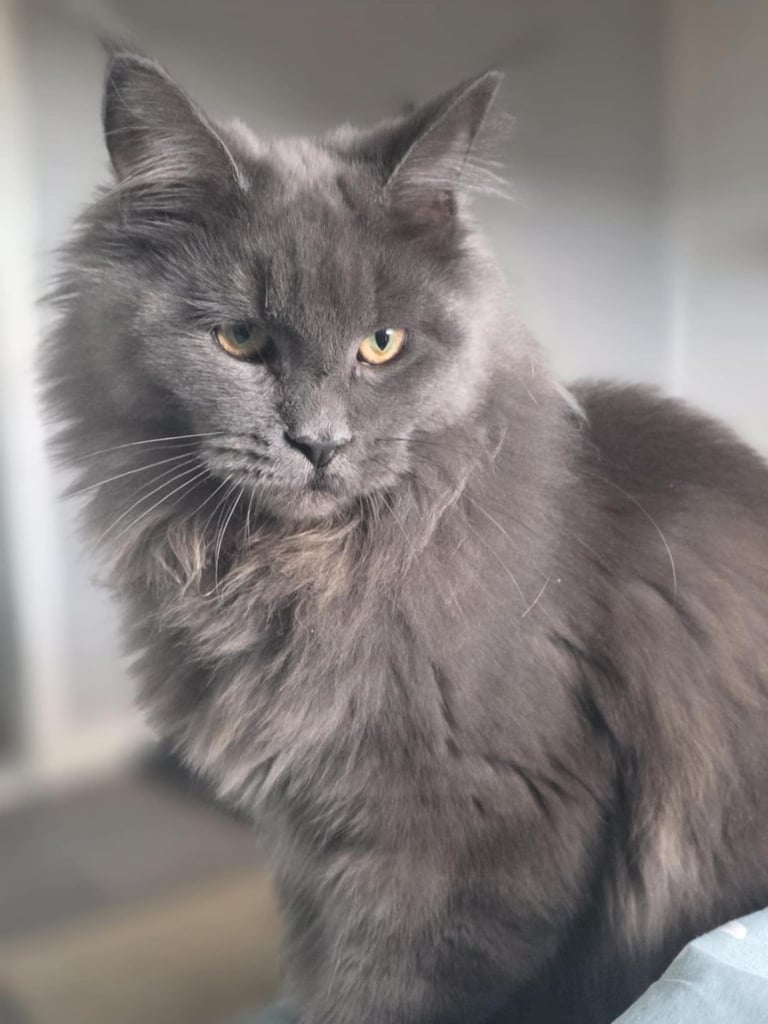 Blue Female Maine Coon for sale (TICA registered)