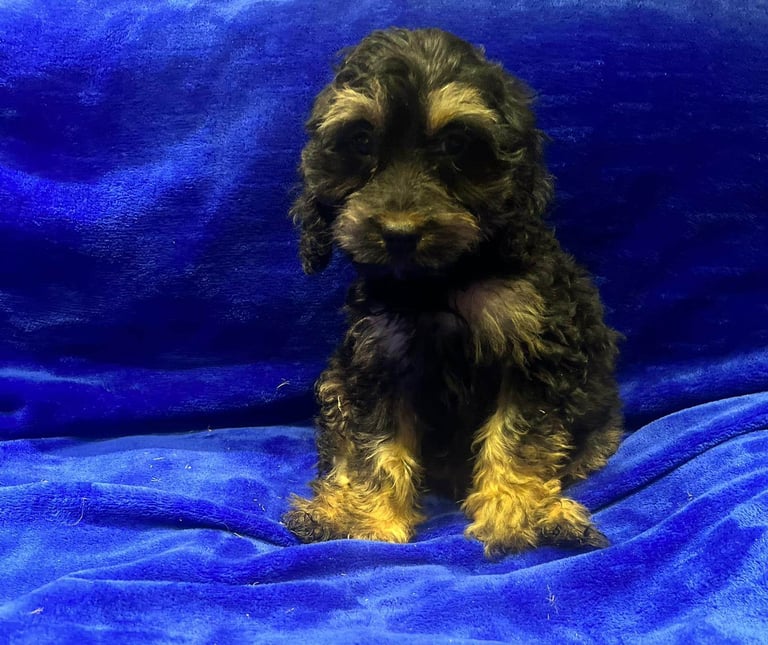 Cockapoo puppy's 
