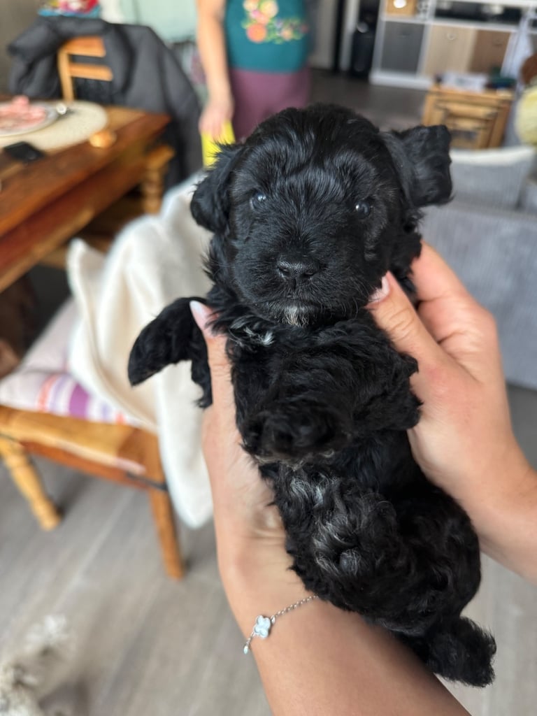 Cavapoo puppies for sale 4 weeks old