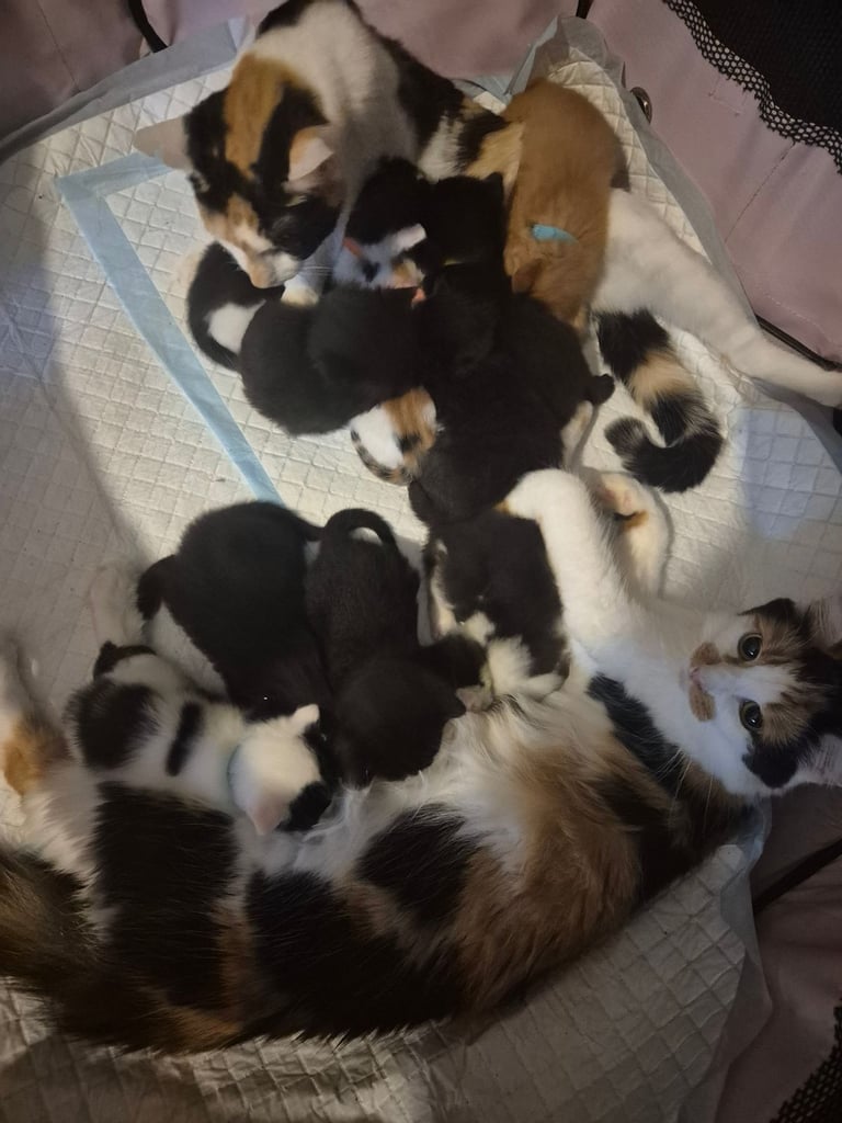 Gorgous kittens long & short haired