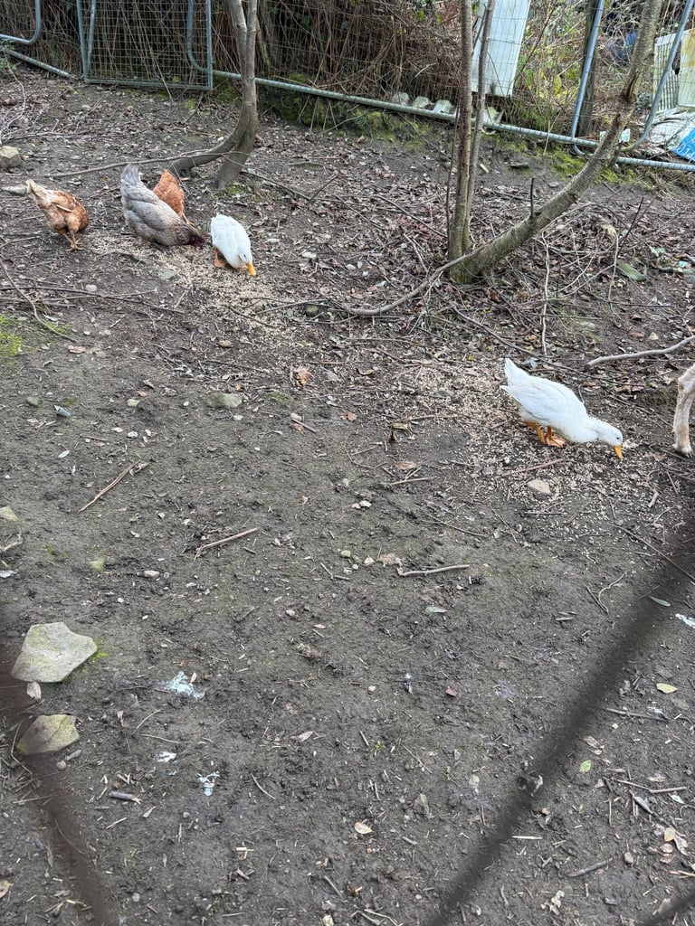 5 ducks 10 chickens 