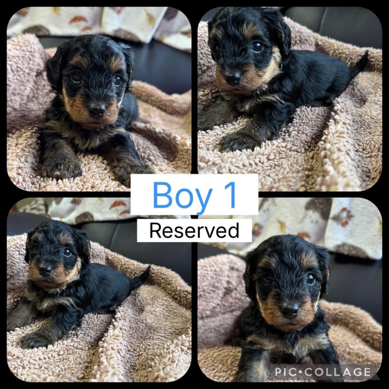 Yorkiepoo puppies for sale ( toy poodle x Yorkshire terrier 