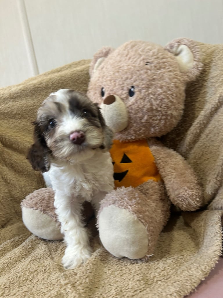 Beautiful Cockerpoo Puppies