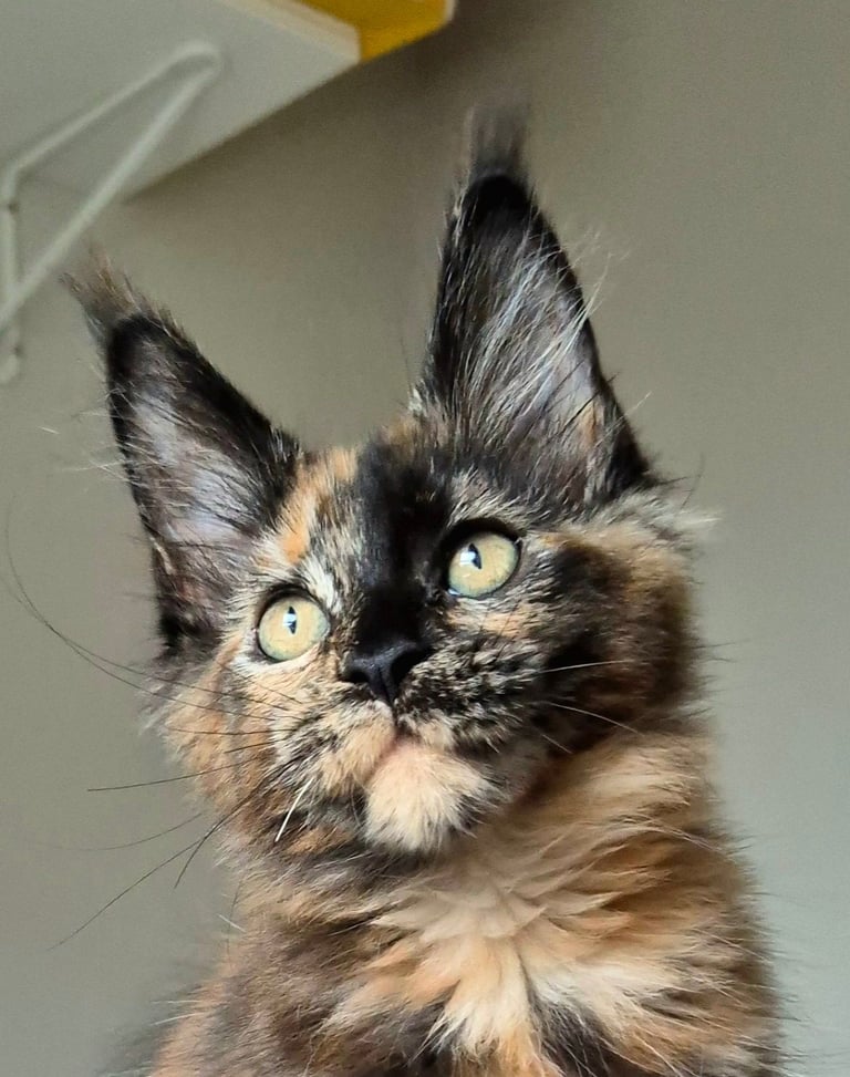 Maine coon gccf reg