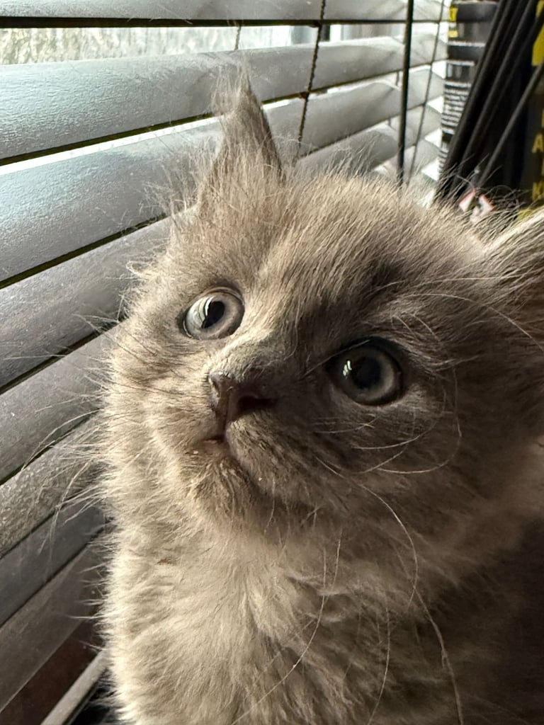 Maine coon / Persian/ British Blue mix - cute grey fluffy kitten ready to leave now