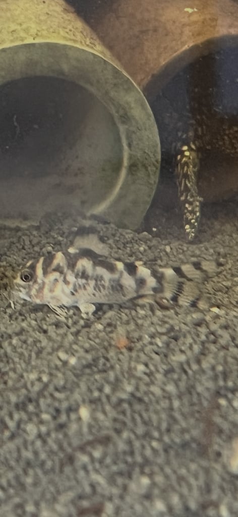 WEEKEND SALE!!!! CW11 Vulcan Corys. 