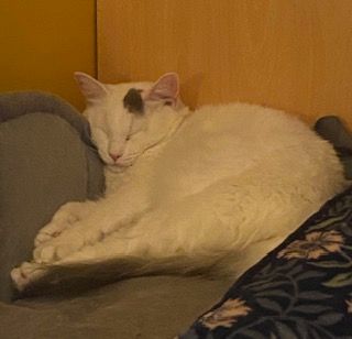 MISSING,, LOST WHITE KITTEN!