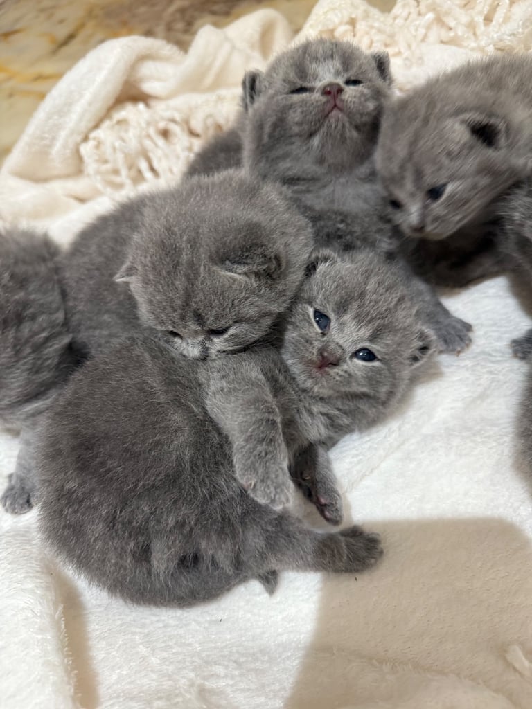 BSH kittens - All SOLD 
